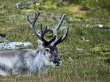 Alkhornet, Svalbard Reindeer