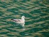 Fulmar