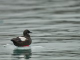 Smeerenburg,Black Guillemot