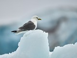 Kittiwake