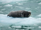 Monacobreen, Bearded Seal