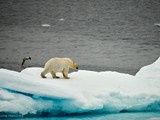 Polar Bear and Fulmar