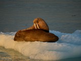 Brasvellbreen, Walrus