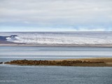 Brasvellbreen, Walrusses