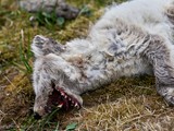 Dead Polar Fox