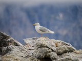 Glaucous Gull